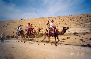 Group camel ride