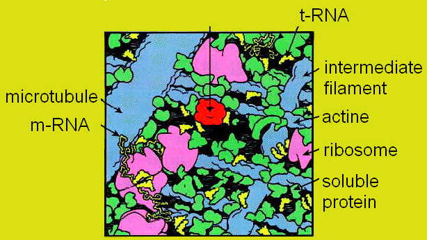 Crowded microenvironment, Minton 2001