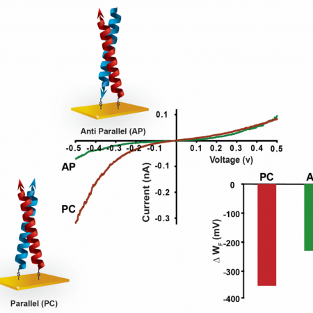 The I-V curves of the parallel and anti-parallel coiled coil proteins show switching between rectifying and Ohmic-like behavior. The work function (in the inset) shows an increase in the work function due to the elimination of the polar PC groups from the surface.